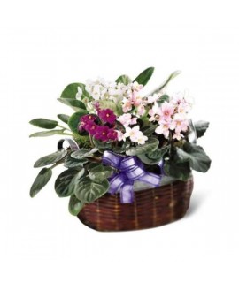 African Violets